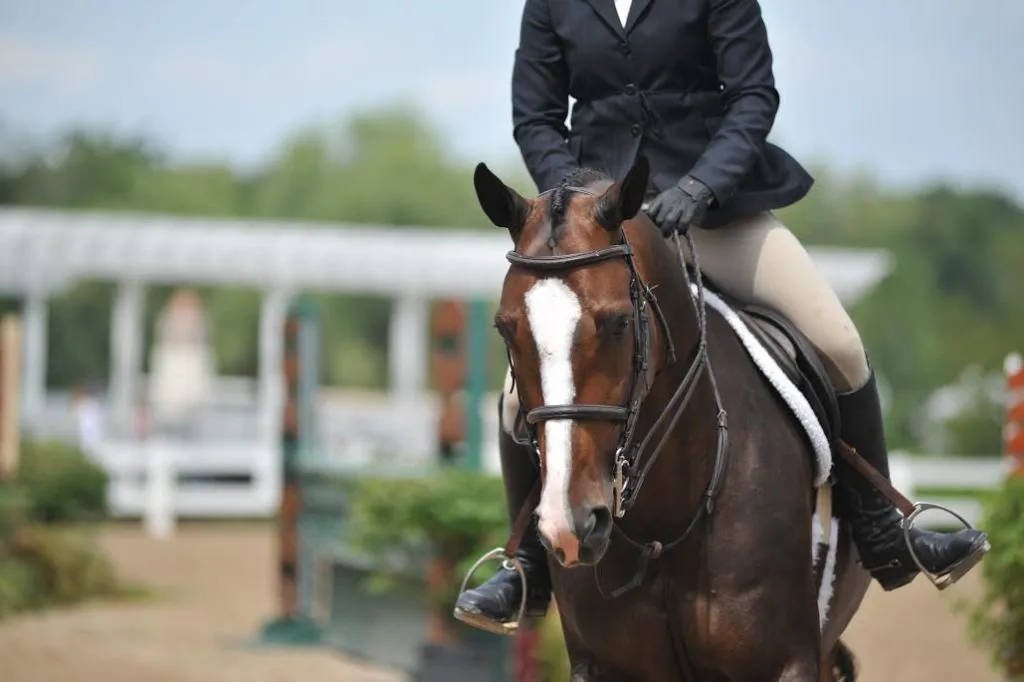 Bay hunter with a blaze under saddle at a show