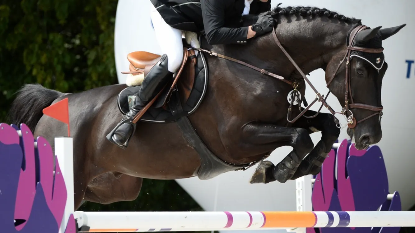 Dark bay jumper clearing a fence