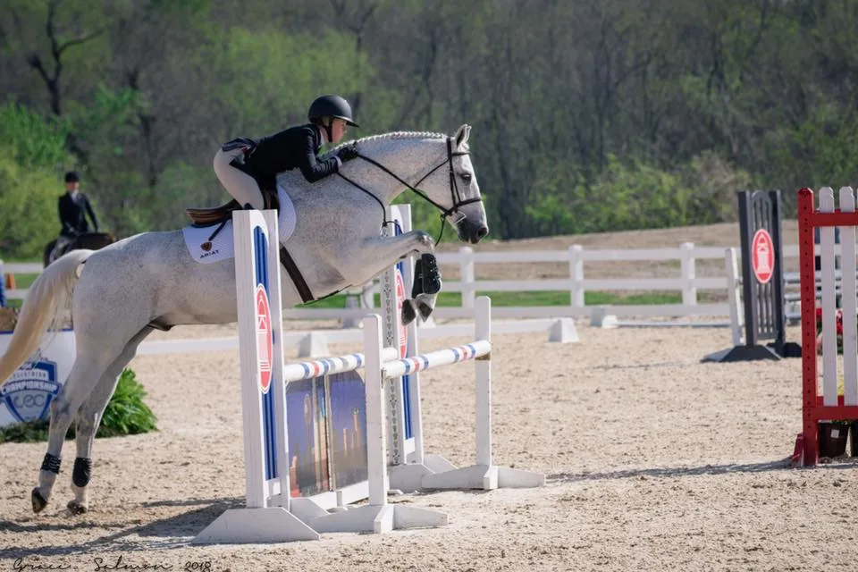Grey hunter jumping a vertical in a sand arena