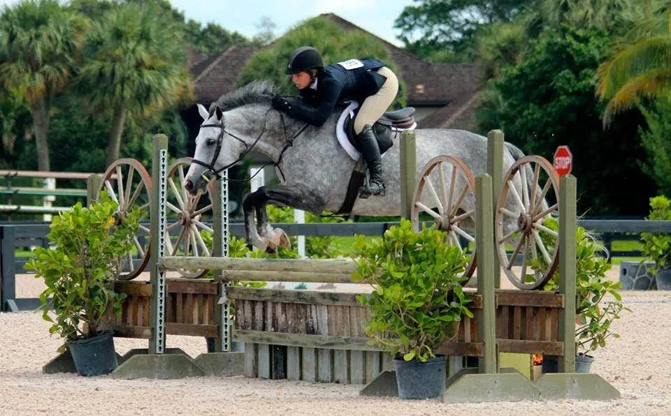 Grey jumper clearing a wagon-wheel fence
