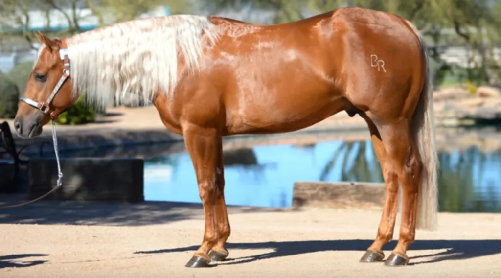 Palomino reining horse Hollywooood standing by a pond