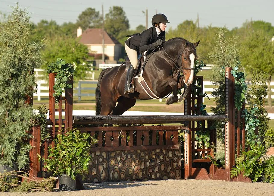 Bay hunter jumping a brush fence