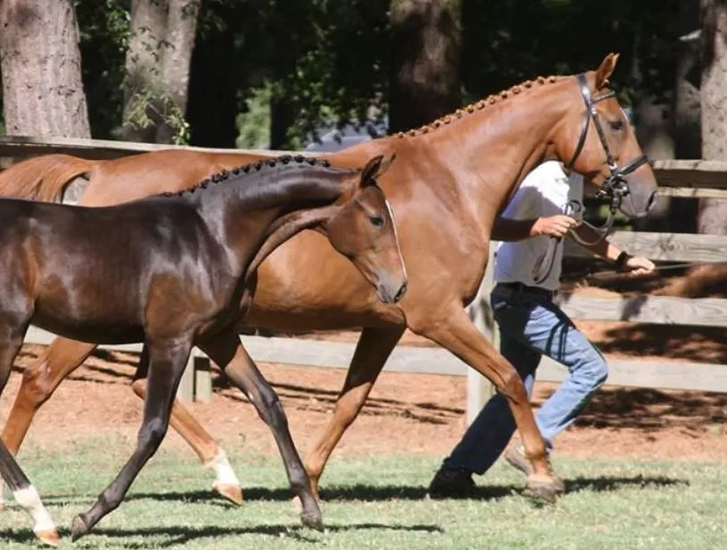 Chestnut mare and foal being led at a trot
