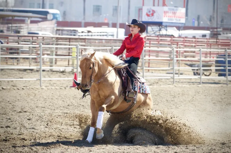 Palomino reining horse in a sliding stop