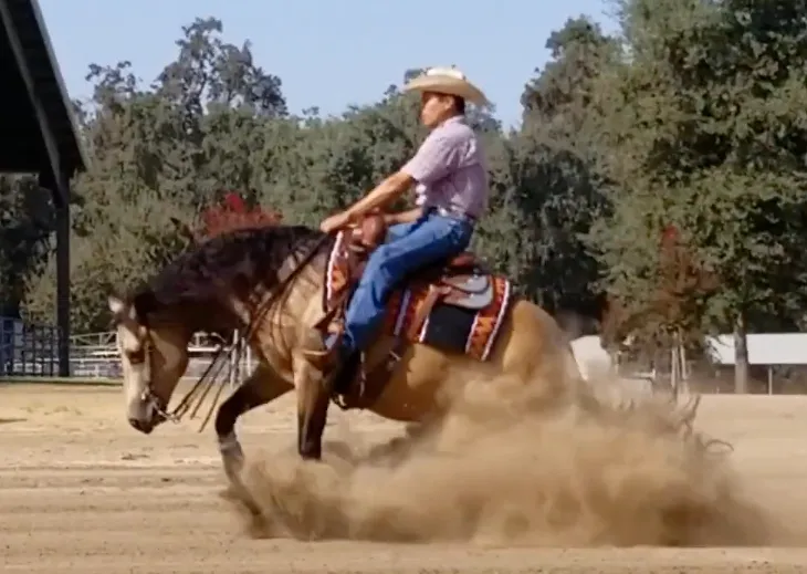 Reining horse and rider in a show arena