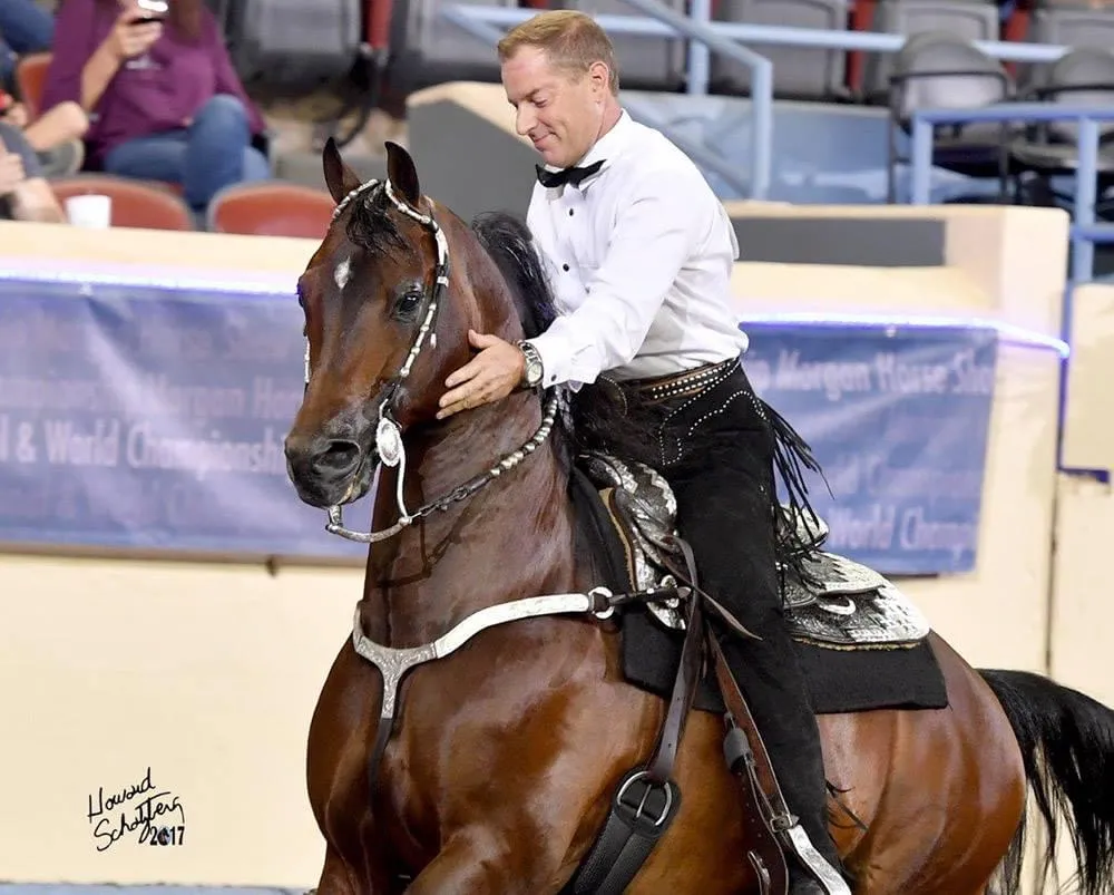Bay saddle seat horse at a world championship show