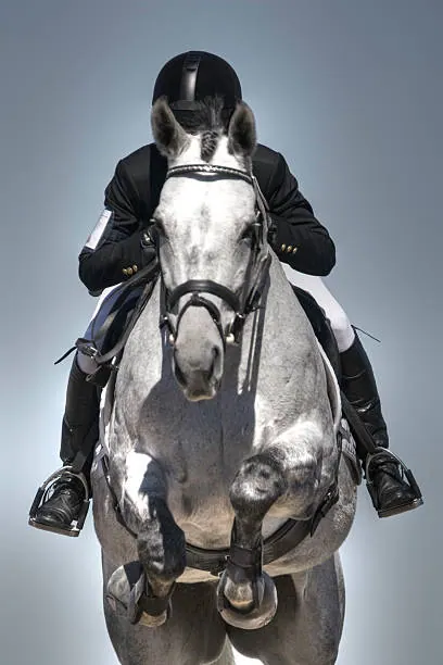 What Factors Do Horse Appraisers Evaluate?