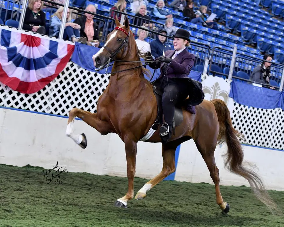 Ohio Horse Appraiser