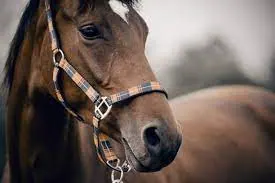 Understanding IRS Regulations for Horse Donation