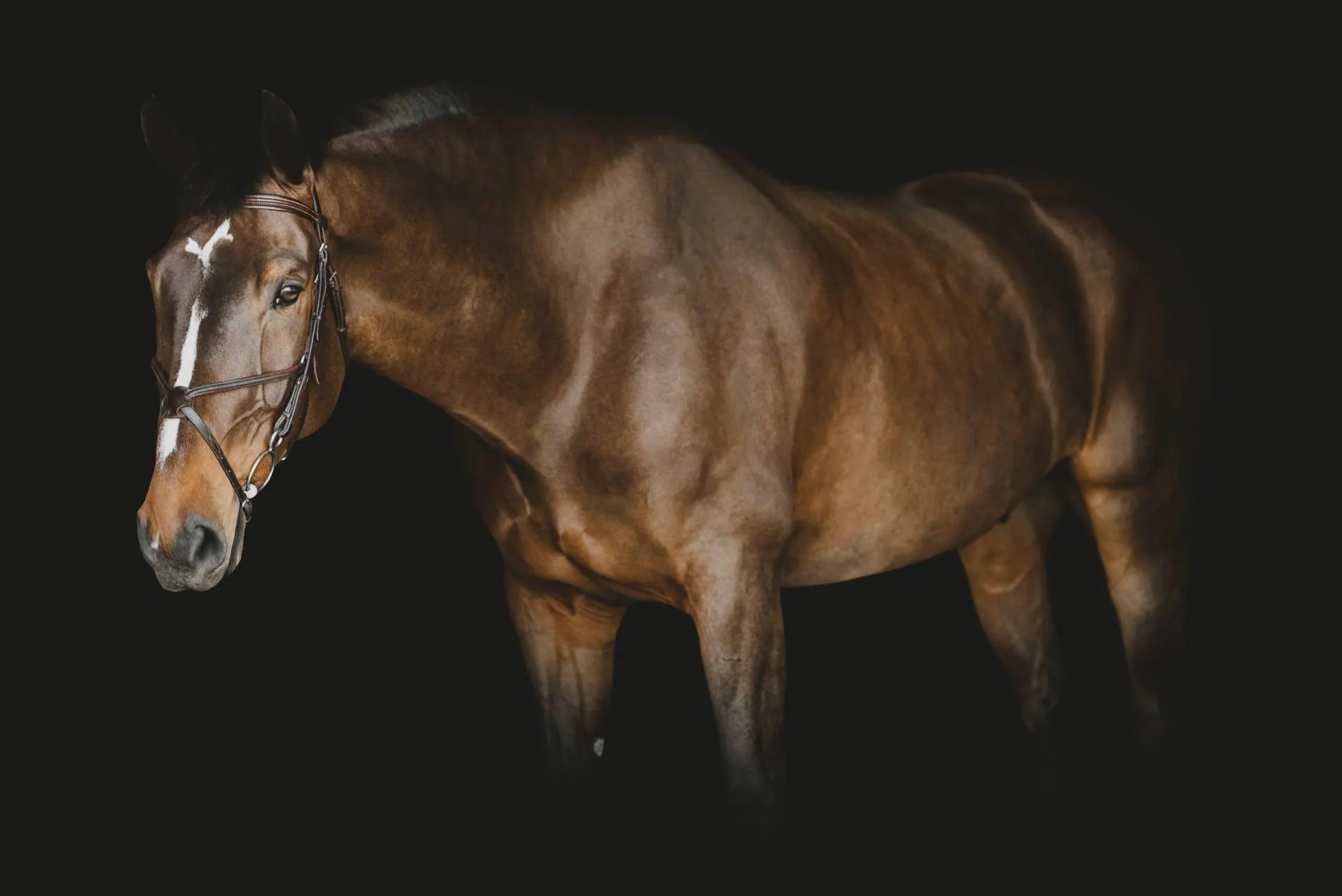 Chestnut horse photographed against a black studio background