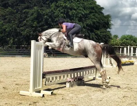 Appaloosa jumping a white gate in an outdoor ring