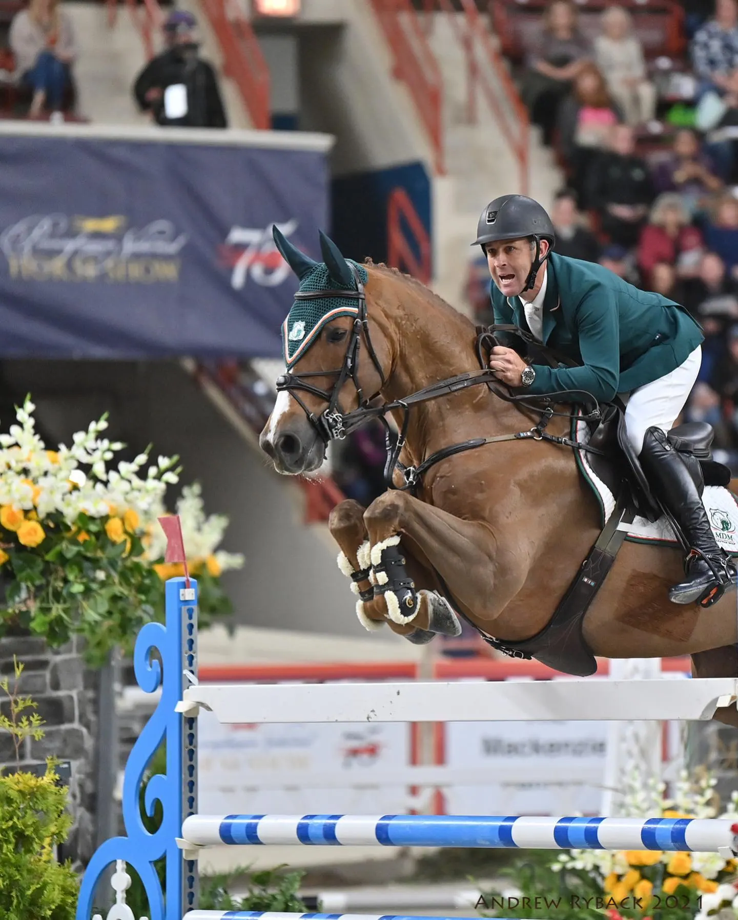Dark bay hunter jumping a flower-decorated oxer