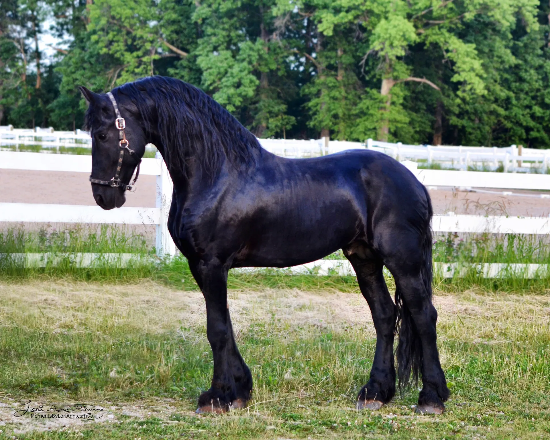 Black Friesian stallion standing for a conformation photograph